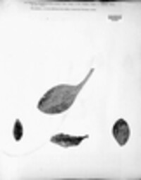 Taeniolella plantaginis image